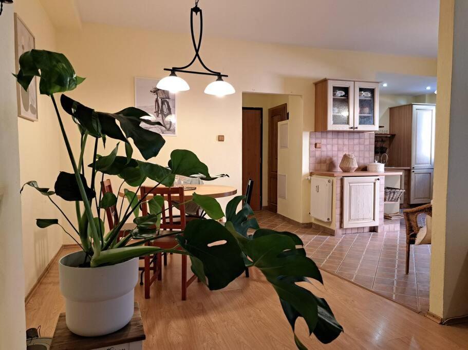 ברטיסלאבה Home In The Heart Of The City מראה חיצוני תמונה